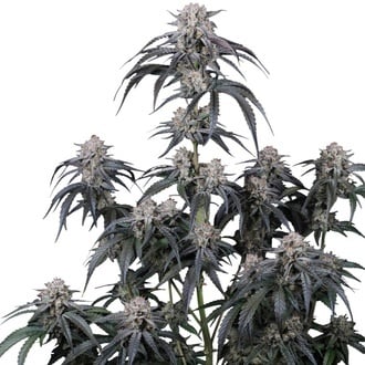 Mango Frost Auto (Fast Buds) F&eacute;minis&eacute;e