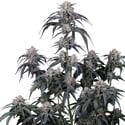 Mango Frost Auto (Fast Buds) Féminisée