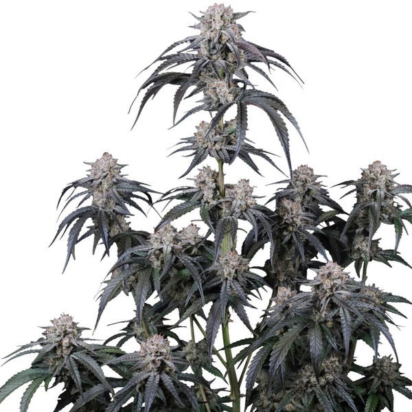 Mango Frost Auto (Fast Buds) Féminisée