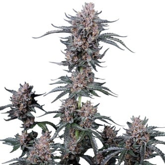 Mango Cherry Runtz Auto (FastBuds) feminized