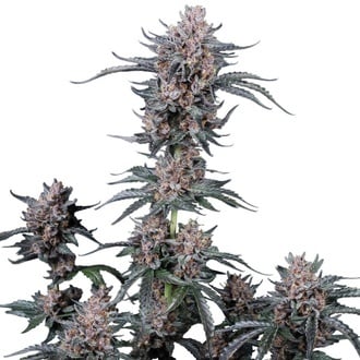 Mango Cherry Runtz Auto (Fast Buds) F&eacute;minis&eacute;e
