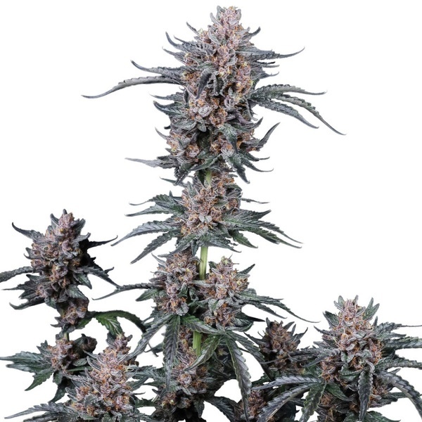 Mango Cherry Runtz Auto (Fast Buds) Féminisée