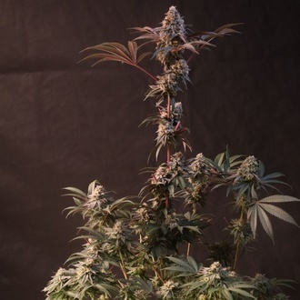 Lemon Cherry Runtz (Fast Buds) féminisée