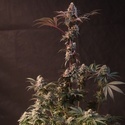 Lemon Cherry Runtz (Fast Buds) féminisée