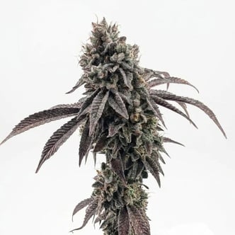 Garlic Mint Sherbet (Fast Buds) feminized