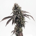 Garlic Mint Sherbet (Fast Buds) féminisée
