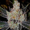 10th Planet R1 (Ethos Genetics) Féminisée