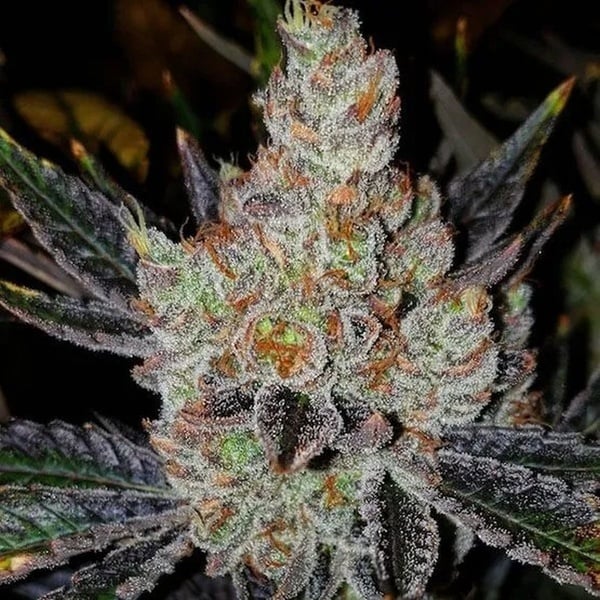 10th Planet R1 (Ethos Genetics) Féminisée
