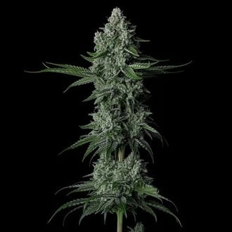 Grandpa's Stash R2 (Ethos Genetics) F&eacute;minis&eacute;e