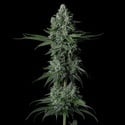Grandpa's Stash R2 (Ethos Genetics) Féminisée