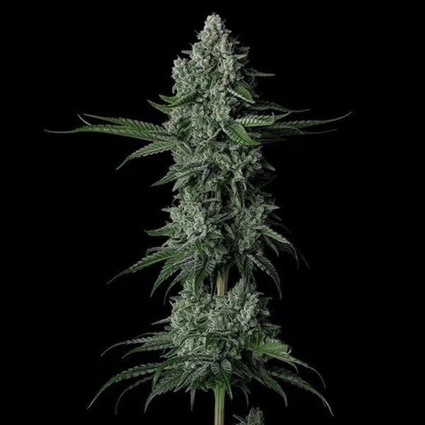Grandpa's Stash R2 (Ethos Genetics) Féminisée