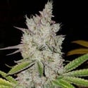Lilac Diesel Auto RBX2 (Ethos Genetics) Féminisée