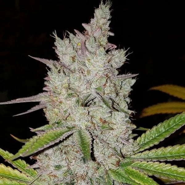 Lilac Diesel Auto RBX2 (Ethos Genetics) Féminisée