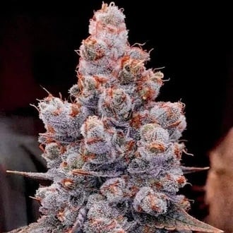 Banana Jealousy Auto RF3 (Ethos Genetics) F&eacute;minis&eacute;e