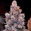 Banana Jealousy Auto RF3 (Ethos Genetics) Féminisée
