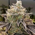 Bubble Gummy Auto (Ethos Genetics) Féminisée