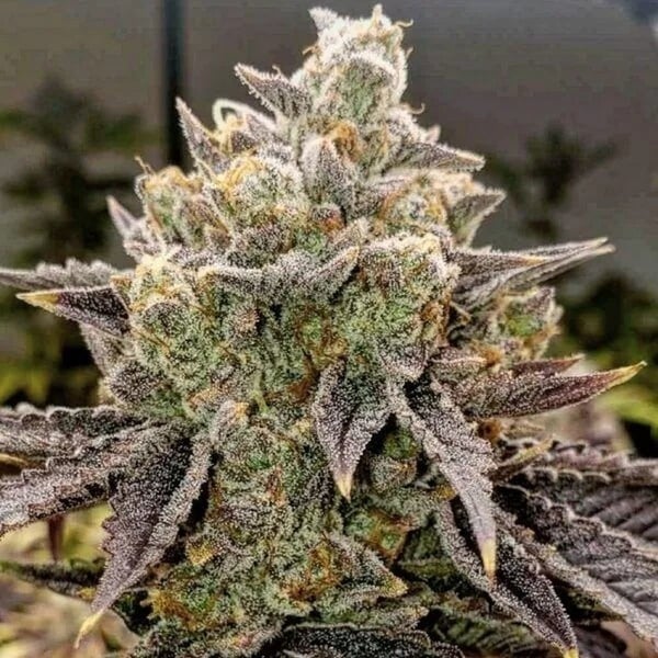 Bubble Gummy Auto (Ethos Genetics) Féminisée