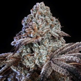 Psy-Op R1 (Ethos Genetics) feminized