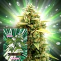 CBG Auto (Zamnesia Seeds) Féminisée