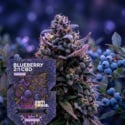 Blueberry CBD 2:1 (Zamnesia Seeds) Féminisée