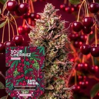 Sour Cherriez (Zamnesia Seeds) F&eacute;minis&eacute;e