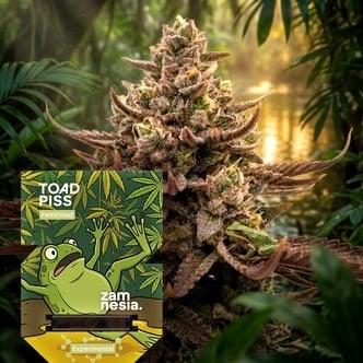 Toad Piss (Zamnesia Seeds) F&eacute;minis&eacute;e