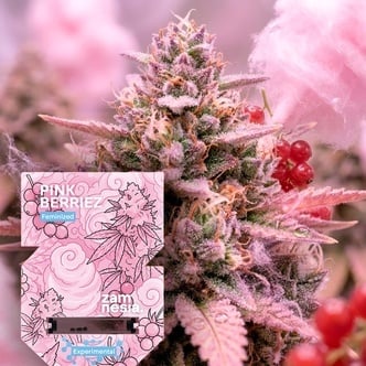 Pink Berriez (Zamnesia Seeds) F&eacute;minis&eacute;e