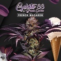 French Macaron (T.H.Seeds) Féminisée