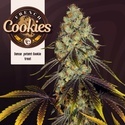 French Cookies (TH Seeds) Féminisée