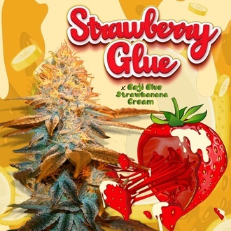 Strawberry Glue (T.H.Seeds) F&eacute;minis&eacute;e