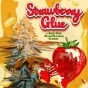Strawberry Glue (T.H.Seeds) Féminisée