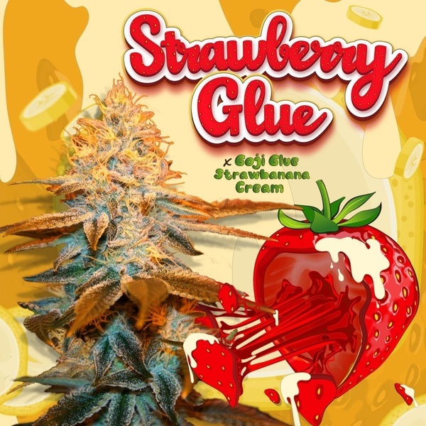 Strawberry Glue (T.H.Seeds) Féminisée