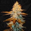 Strawberry Glue (T.H.Seeds) Féminisée