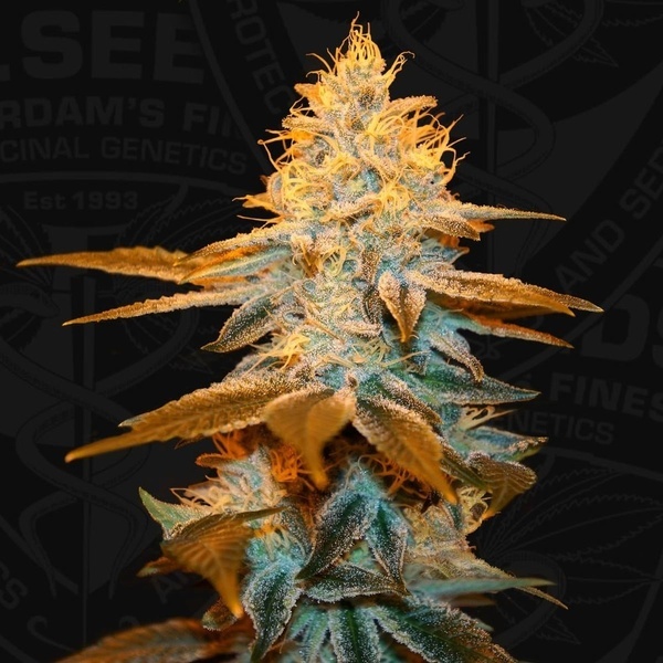 Strawberry Glue (T.H.Seeds) Féminisée
