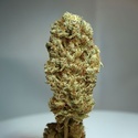 Strawberry Glue (T.H.Seeds) Féminisée