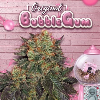 Bubblegum (T.H. Seeds) F&eacute;minis&eacute;e