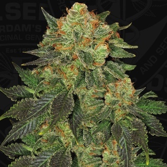 Bubblegum (T.H. Seeds) Féminisée