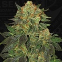 Bubblegum (T.H. Seeds) Féminisée