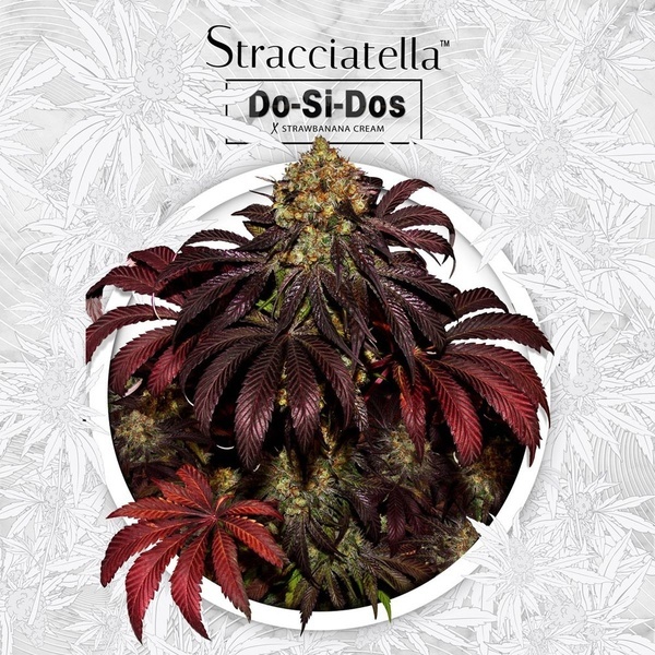 Stracciatella (T.H.Seeds) Féminisée