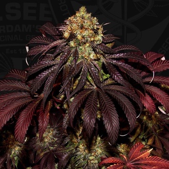 Stracciatella (T.H.Seeds) Féminisée