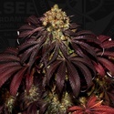 Stracciatella (T.H.Seeds) Féminisée