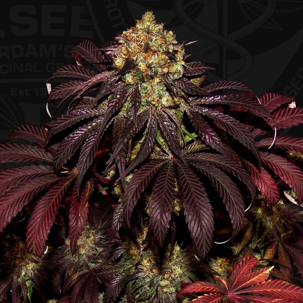 Stracciatella (T.H.Seeds) Féminisée