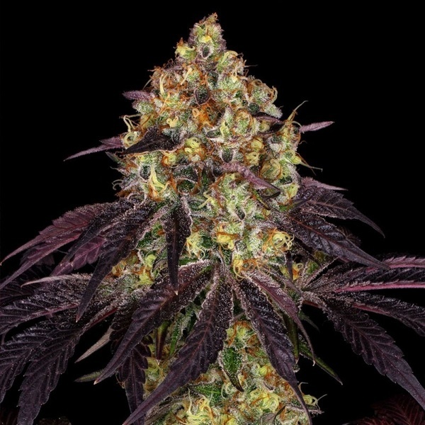 Stracciatella (T.H.Seeds) Féminisée