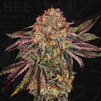 BubbleGummieZ (T.H. Seeds) Féminisée