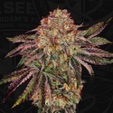 BubbleGummieZ (T.H. Seeds) Féminisée