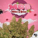 MOB (T.H. Seeds) Féminisée