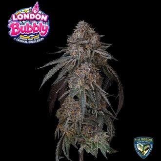 London Bubbly (T.H.Seeds) F&eacute;minis&eacute;e