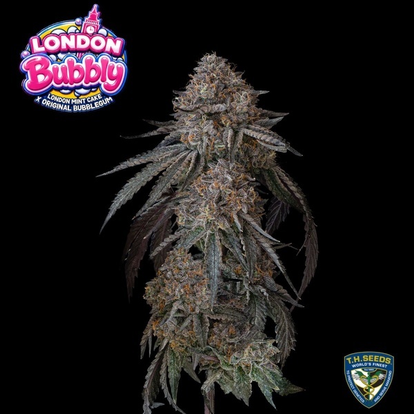 London Bubbly (T.H.Seeds) Féminisée