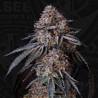 London Bubbly (T.H.Seeds) Féminisée