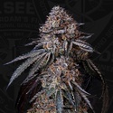 London Bubbly (T.H.Seeds) Féminisée